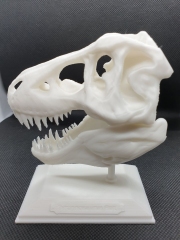 Czaszka T-rexa wydrukowana z filamentu BioCREATE